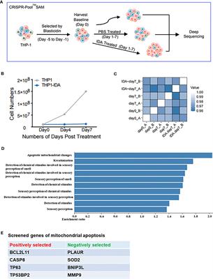 Mitochondrial apoptosis-related gene polymorphisms are associated with responses to anthracycline-based chemotherapy in acute myeloid leukaemia
